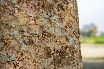 Selectively focused aged tree trunk with copy space for nature background