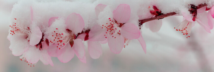 flower in the snow. climate change image. abnormal temperature image. Snow on spring flowers