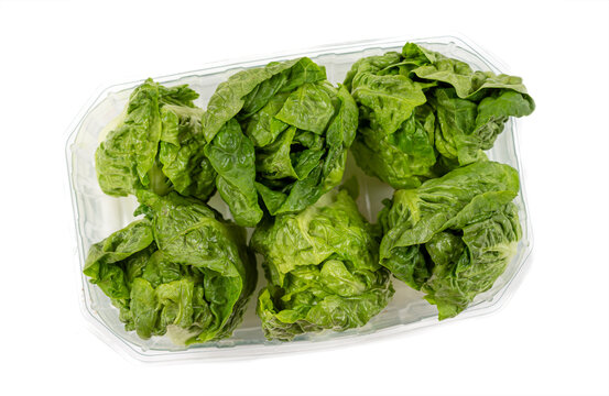 Raw Organic fresh Green Baby Lettuce Hearts packaged on white background