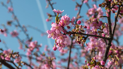 弥生　河津桜の満開