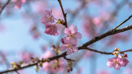 弥生　河津桜の満開