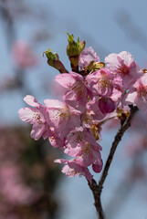 弥生　河津桜の満開