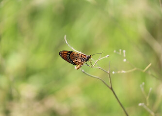 A small yellow butterfly perched on some twigs