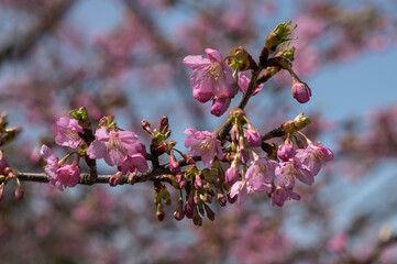 弥生　河津桜の満開