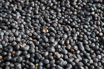 Drying coffee, natural dried coffee beans