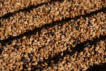 Drying coffee, natural dried coffee beans