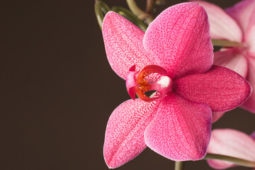 Delicate pink orchid flower with glowing leaves on a dark background.
