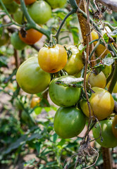 Hanging delicious organic tomatoes on the garden