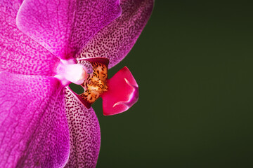 Delicate pink orchid flower with glowing leaves on a dark background.