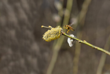 A small honey bee flies towards a yellow flowering willow in spring to get the pollen. The bee is covered in pollen.