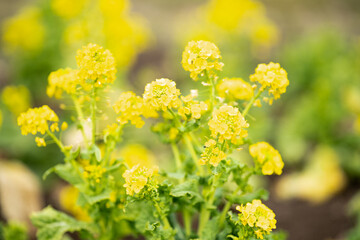 花壇の菜の花