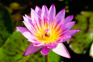 Pink Lotus Flower and Bee. Blooming water lily in a water garden.