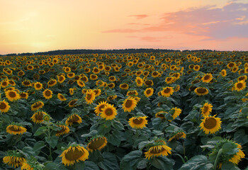 Fototapeta premium Sunflowers field on sunset. Harvesting Sunflower Seeds in agriculture. Huge yellow flowers on summer sun is harvesting sunflower seeds in autumn harvest season. Sunflowers farming for sunflower oil.