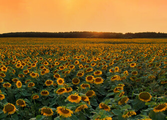 Sunflowers field on sunset. Harvesting Sunflower Seeds in agriculture. Huge yellow flowers on...