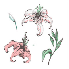 Lily flowers color drawing illustration vector and clip art
