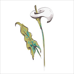 Doodle calla lily flower isolated on white. Sketch flower. Hand drawing color sketch. Outline vector stock illustration. EPS 10