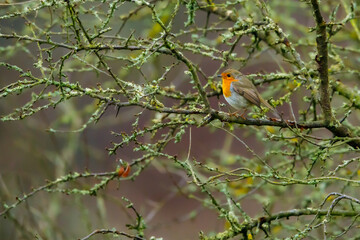 A European robin on a branch