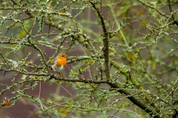 A European robin on a branch