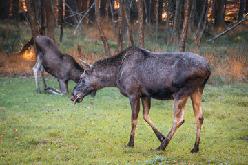 Elch in einem Nationalpark im bayerischen Wald an einem goldenen sonnigen Herbsttag, Deutschland