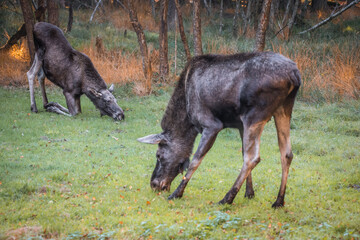 Elch in einem Nationalpark im bayerischen Wald an einem goldenen sonnigen Herbsttag, Deutschland