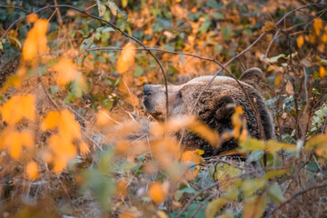 Braunbär in einem Nationalpark im bayerischen Wald an einem goldenen sonnigen Herbsttag, Deutschland