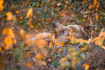 Braunbär in einem Nationalpark im bayerischen Wald an einem goldenen sonnigen Herbsttag, Deutschland