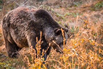 Braunbär in einem Nationalpark im bayerischen Wald an einem goldenen sonnigen Herbsttag, Deutschland