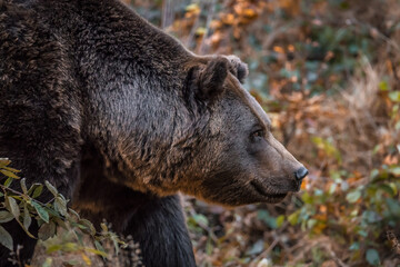 Braunbär in einem Nationalpark im bayerischen Wald an einem goldenen sonnigen Herbsttag,...