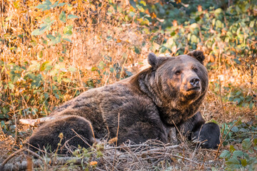 Braunbär in einem Nationalpark im bayerischen Wald an einem goldenen sonnigen Herbsttag,...