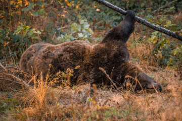 Braunbär in einem Nationalpark im bayerischen Wald an einem goldenen sonnigen Herbsttag, Deutschland