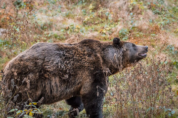 Braunbär in einem Nationalpark im bayerischen Wald an einem goldenen sonnigen Herbsttag,...