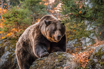 Braunbär in einem Nationalpark im bayerischen Wald an einem goldenen sonnigen Herbsttag,...