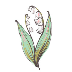 Lily of the valley flower drawing illustration. Color sketch with line art on white backgrounds