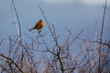 A European robin on a branch