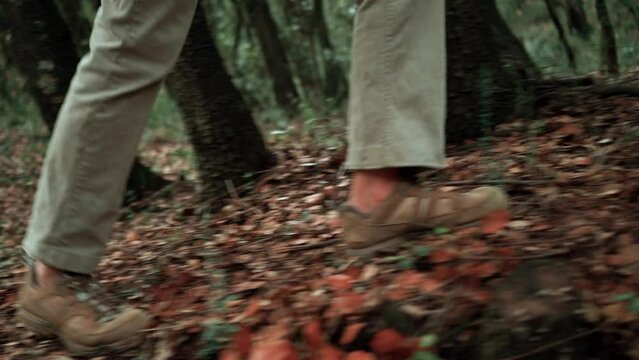 Randonn&eacute;e dans les bois