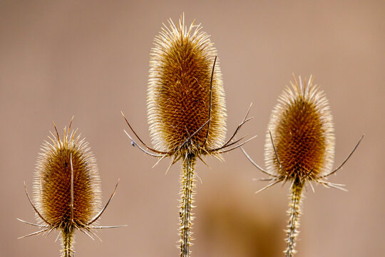 A dipsacus fullonum karden in the fall