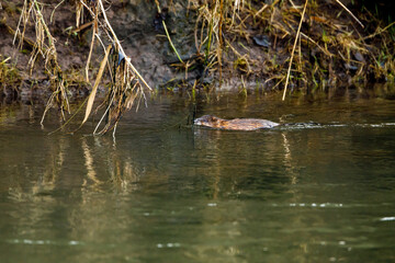 A Muskrat in a river