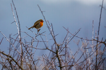 A European robin on a branch