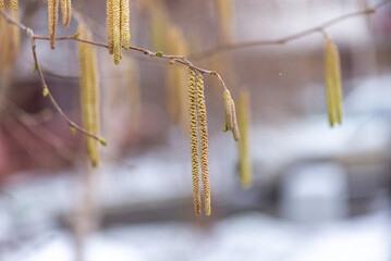 Spring flowering of hazel (Corylus).A natural product.