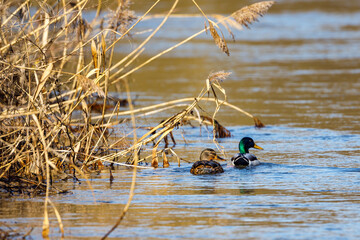 A Couple of Mallard on a river