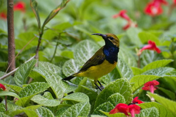 Male Olive-backed Sunbird from Queensland Australia