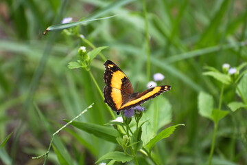 Australian yellow butterfly on a flower (Yoma Sabina male)