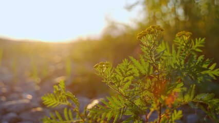 beautiful yellow tansy flowers in the sunset rays sway in the wind