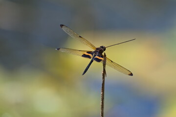 Fototapeta na wymiar Yellow dragonfly closeup (Australian Yellow-Striped Flutterer) 