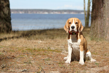beagle dog on the grass