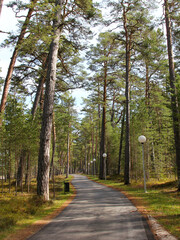path in the park
