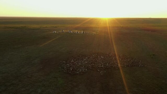 Herd of deer. Yurts in tundra. Tipi, wigwam. Peoples of the Far North. Sunset. Sun in background light Aerial view.