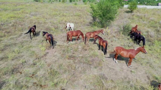 Low altitude aerial photography of a group of curious well trained horses looking at a grassy meadow with a drone camera with brown horses of different breeds, beautiful blue sky background 4k 
