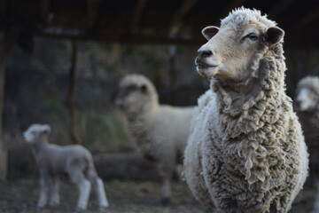 Fototapeta premium sheep and lamb