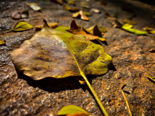 autumn leaf on the ground